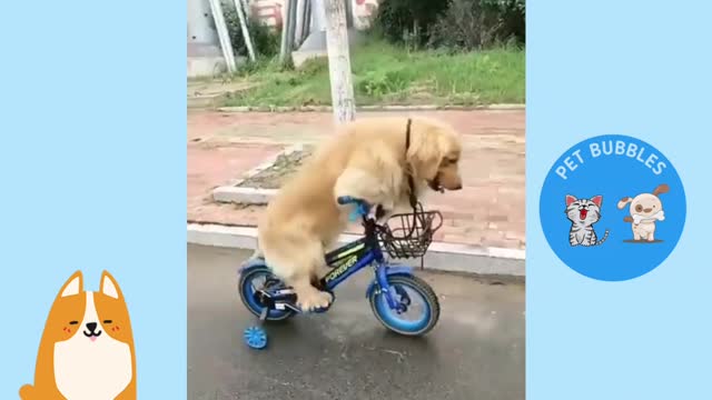 I want to ride a bike ( Dog )