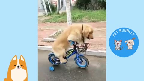 I want to ride a bike ( Dog )