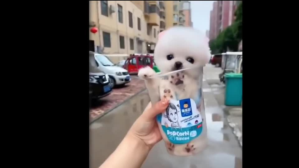 Mini Pomeranian - Funny and Cute Pomeranian Videos Cute Animals