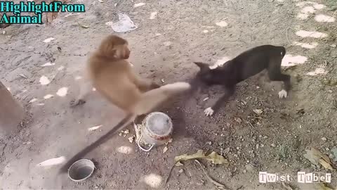 Monkey VS dog Funny video 😂