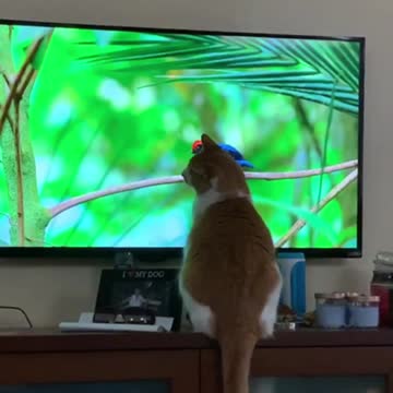 Cat watches wildlife documentary, tries to catch birds on TV