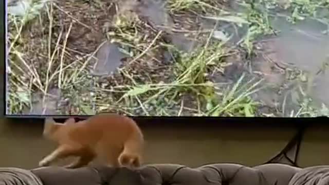 Little cat never thought that catching fish could hit the wall