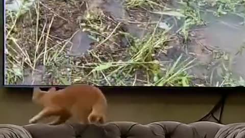 Little cat never thought that catching fish could hit the wall