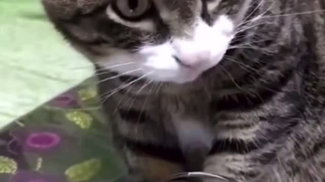 Drunk cat