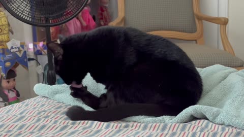 Adopting a Cat from a Shelter Vlog - Cute Precious Piper Works on Giving Herself a Pedicure