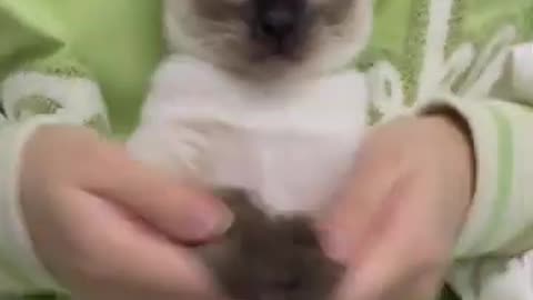 Funny animals videos 😹😹😺😻#funnyvideo#funnymemes #funnycats #funnyanimals