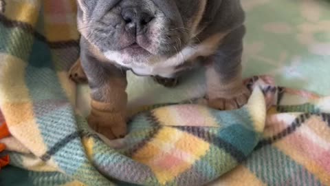 Who says bulldogs can't be cute?