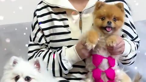 Coco's exclusive bikini #dog #nico #funny #cute #pet