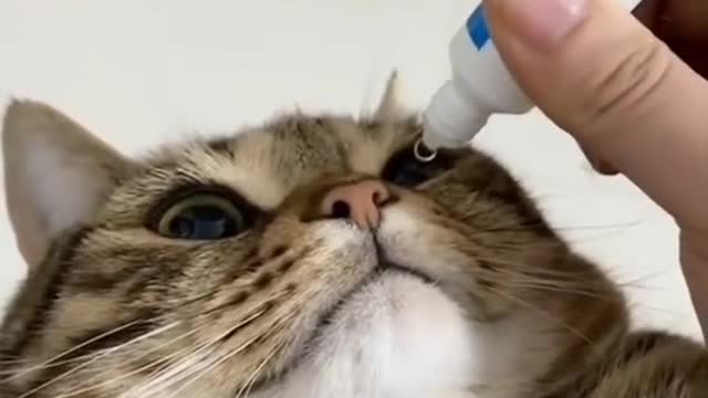 Funny🤣 Cat🐱 Video Viral Foryoupage#short