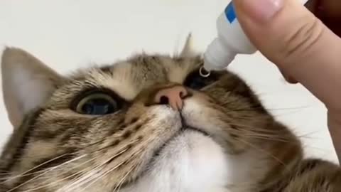 Funny🤣 Cat🐱 Video Viral Foryoupage#short