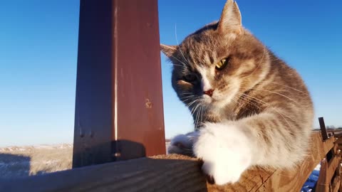 Cat and Moon