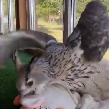 When the owl, the bird has its favorite place in the house