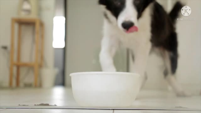 Beautiful pets.cute dogs.
