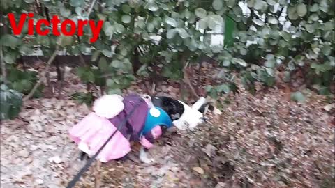 22.1.19. korea dog🐶 & cat🐈