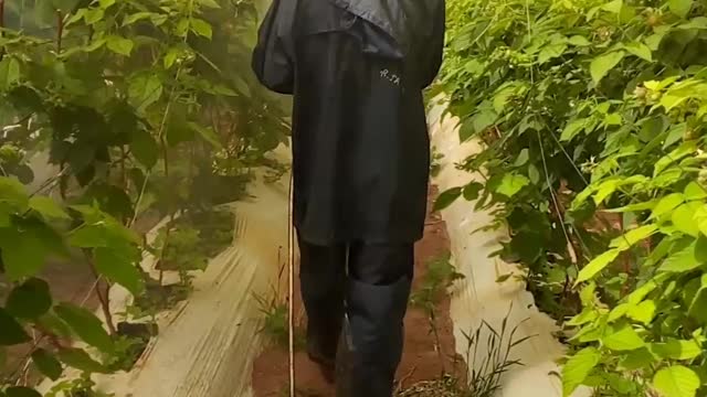 🍇A young man spraying the cranberry tree with the necessary medication is an excellent job🍒