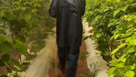 🍇A young man spraying the cranberry tree with the necessary medication is an excellent job🍒