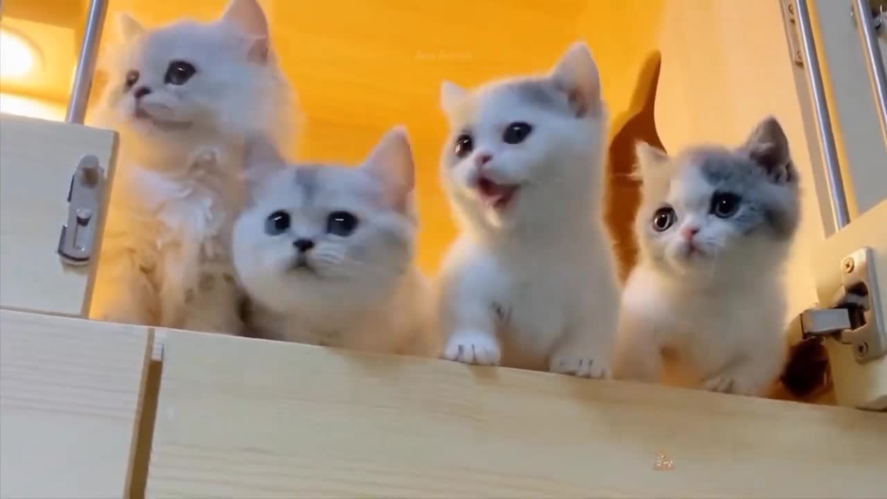 Cat comedy video