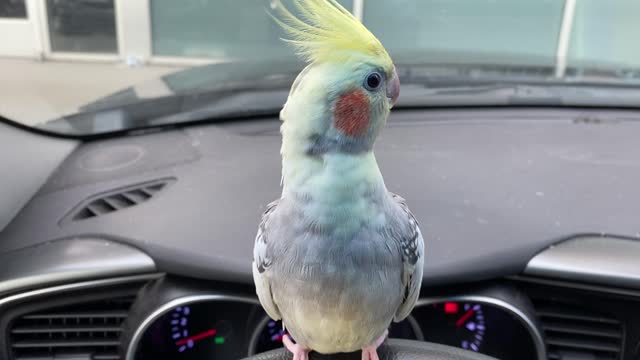 Pika (Cockatiel) in car