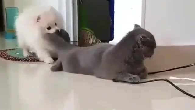 Harmonious kitten and puppy