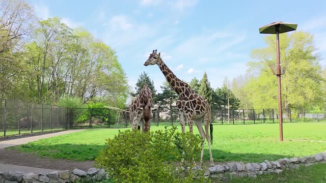 Beautiful giraff video enjoy giraff in forest