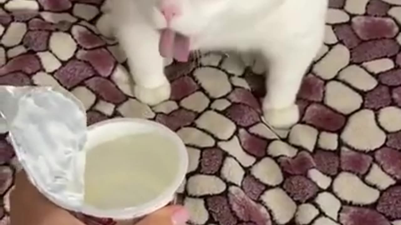 Funny Video , comedy cat face, cute kitten 🐱🐱