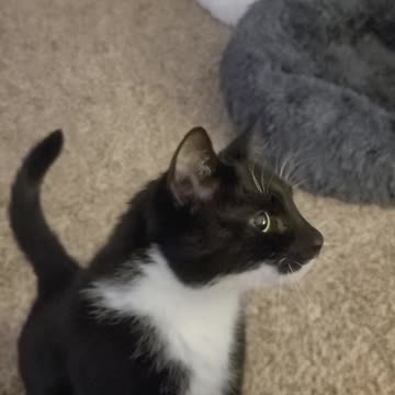 Cat man jew cat part 1