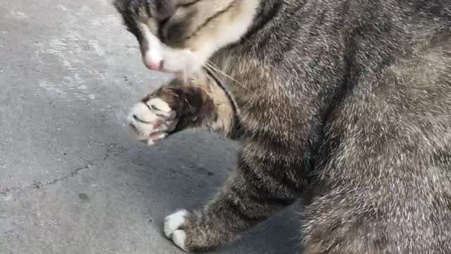 The cat is washing her face in the morning.