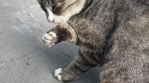 The cat is washing her face in the morning.