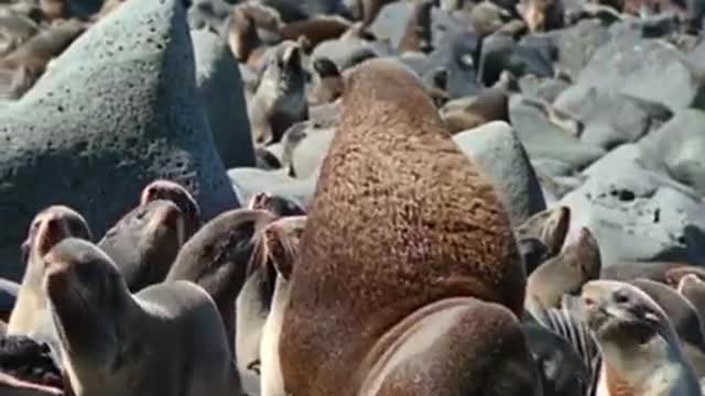 Sea Bear Ancestors? | Seals, Invaders of the Sea | BBC Earth