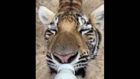 Tiger milk fiding/animal lover /tiger