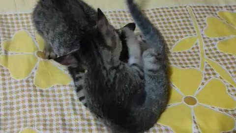 The best funny cute cat kittens fight video 🙀 🤣 😱