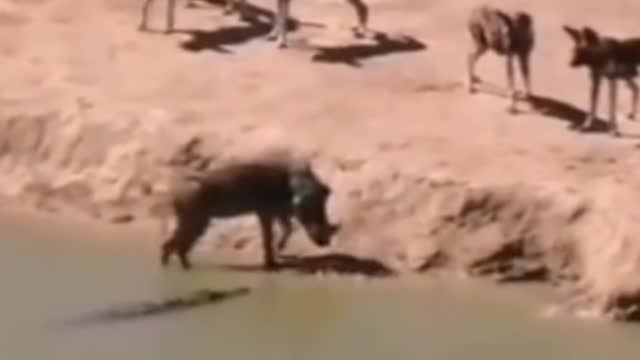 WILD ANIMALS HUNTING PREY COMPILATION RELAX FOR LIFE ​​ #48