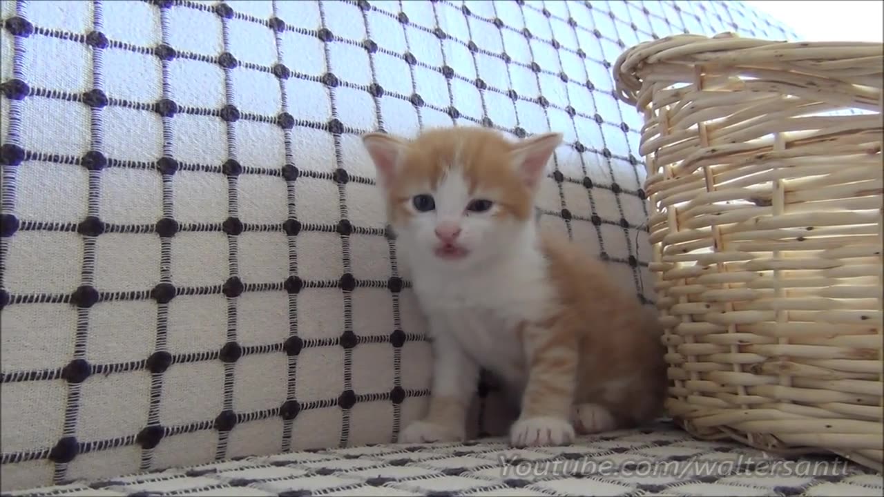 Mom cat with 4 meowing kittens no added music pure cuteness