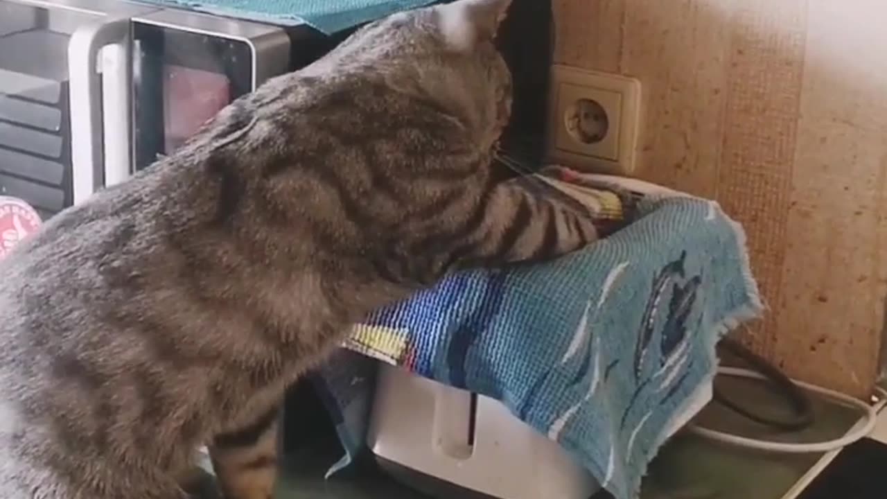 Funny cat