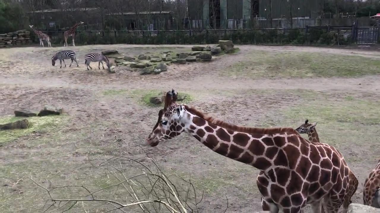 Giraffes up close at Dublin Zoo