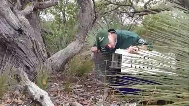 Animals being released back into wild