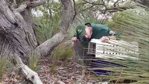 Animals being released back into wild