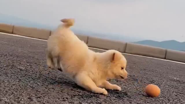 Funny puppy