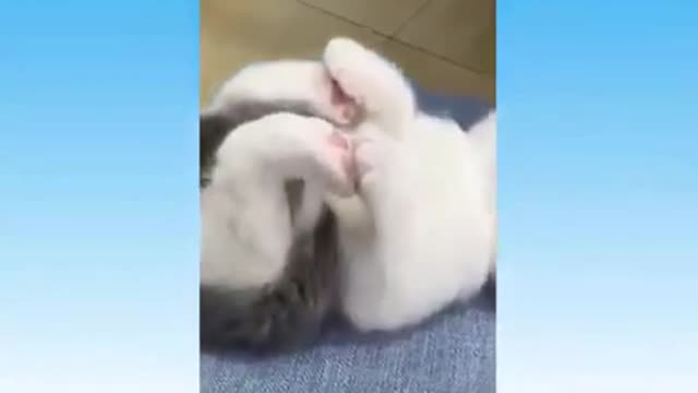 animals doing funny things !! 2021