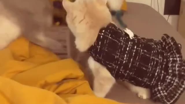 Cats Cute 4