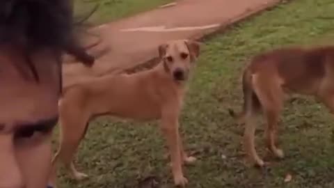 Cat's and dogs funny video