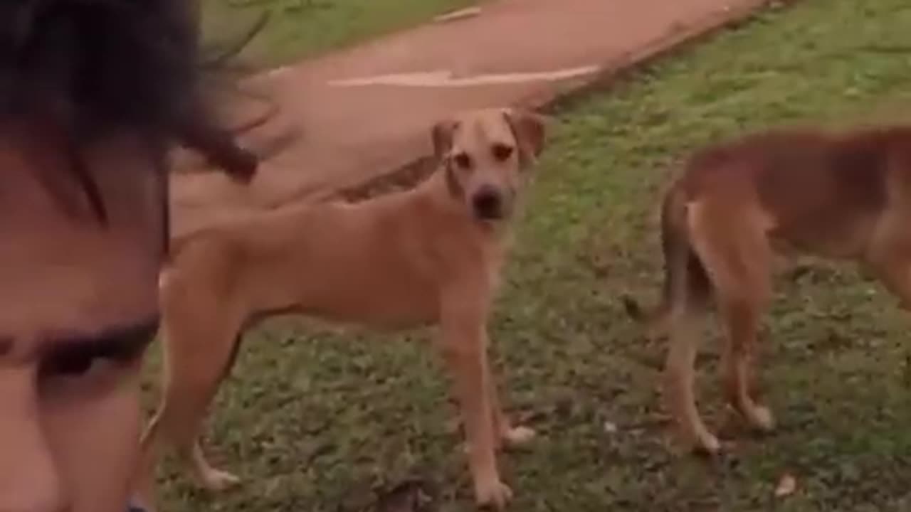 Cat's and dogs funny video