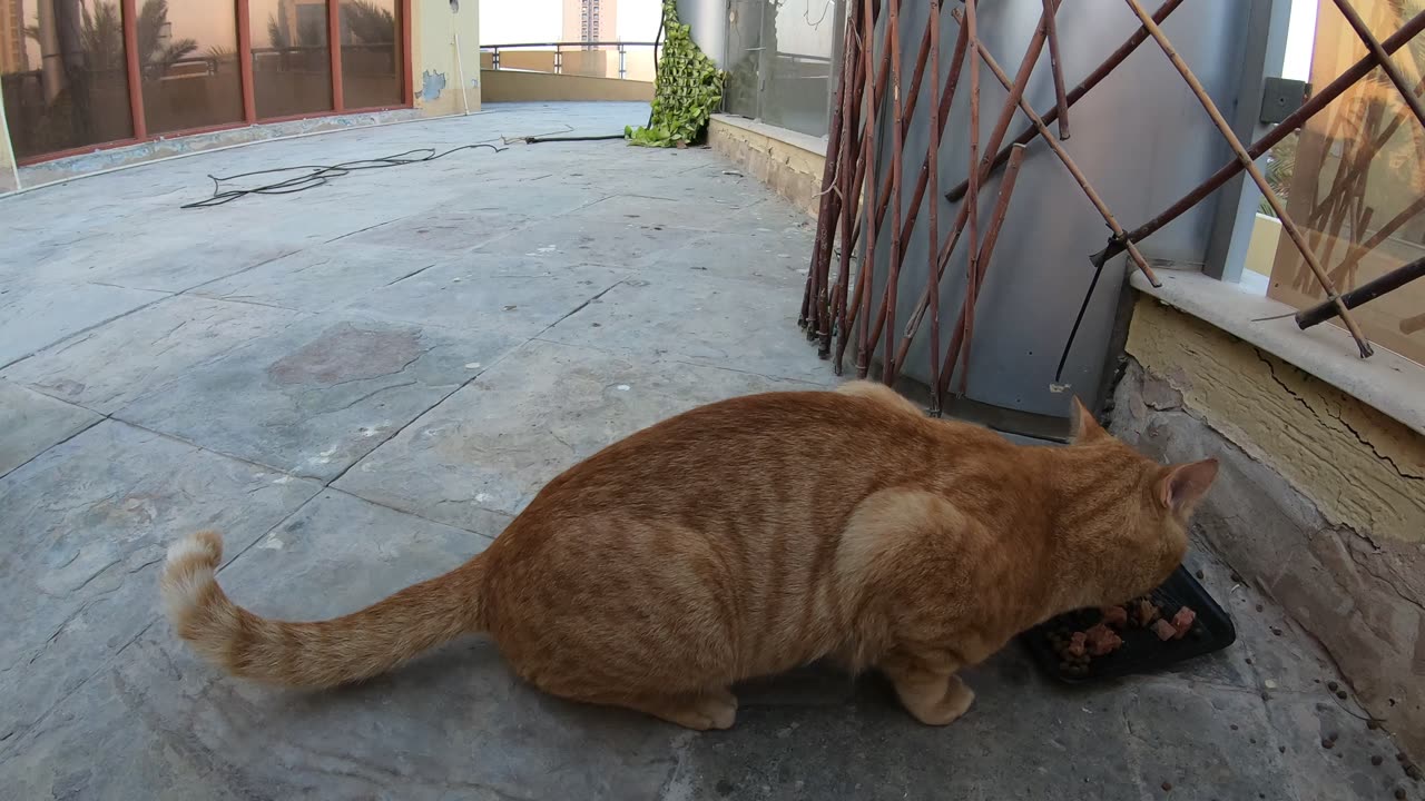 Homeless cats in UAE, Ras Al Khaimah: MICHAEL JACKSON & ED SHEERAN #cat #EdSheeran #MichaelJackson