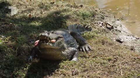 Crocodiles prey on other animals