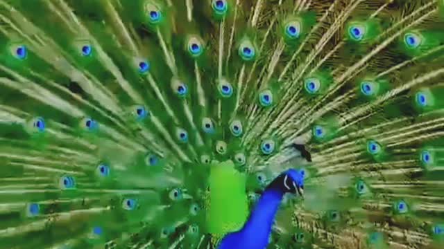 Peacock Dancing 👌👌