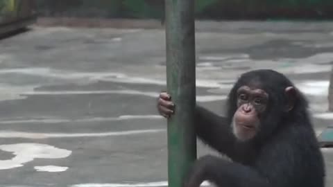 orangutans