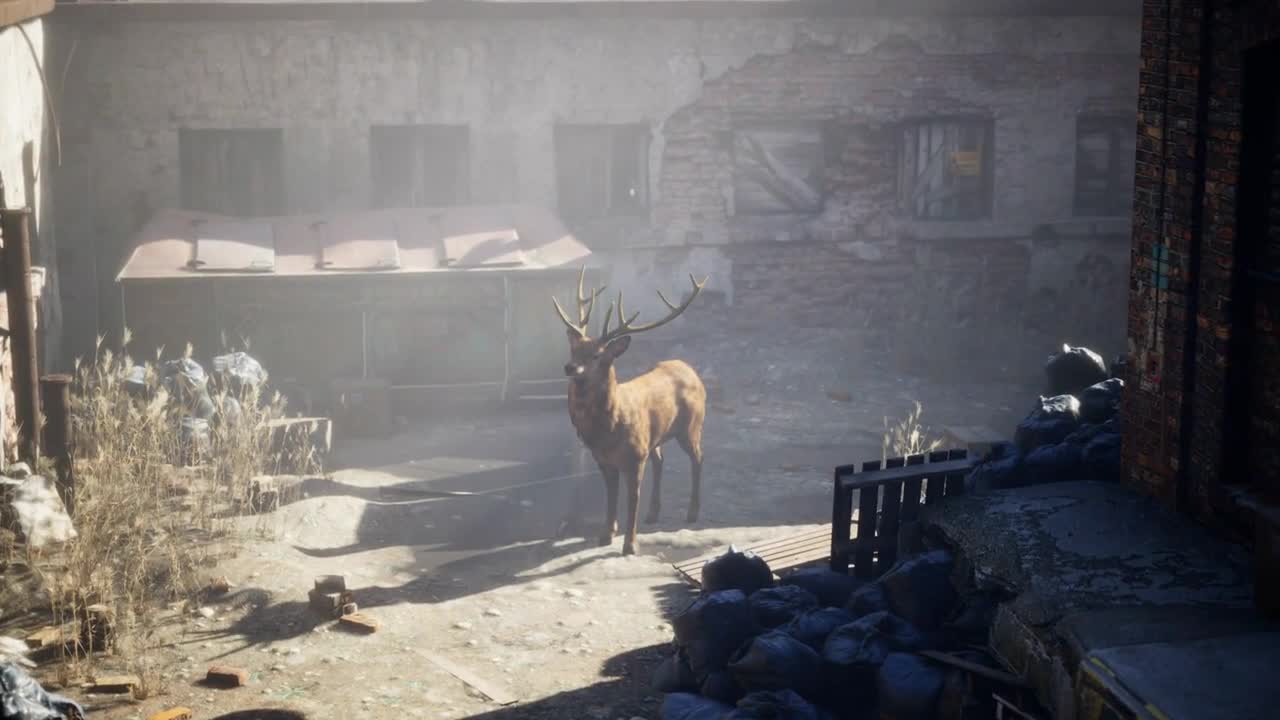 Wild deer rooming around the streets in abandoned city