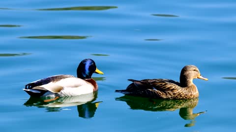 beautiful ducks in lake