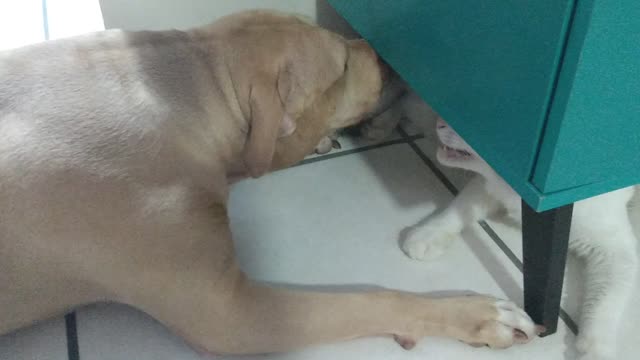 Pitbull playing with its cat bro