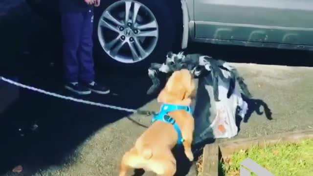 Dog doesn't like Halloween spider